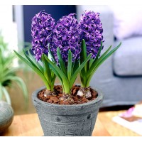 Hyacinth / Hyacint